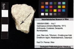 Foto (Objket + Etiketten) von Gastrosacus eminens (Blaschke, 1911) 